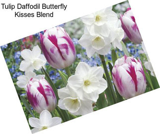 Tulip Daffodil Butterfly Kisses Blend