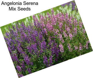 Angelonia Serena Mix Seeds