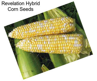 Revelation Hybrid Corn Seeds