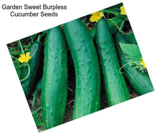 Garden Sweet Burpless Cucumber Seeds