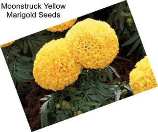 Moonstruck Yellow Marigold Seeds