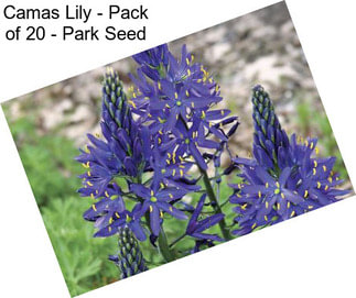 Camas Lily - Pack of 20 - Park Seed