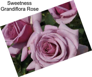 Sweetness Grandiflora Rose