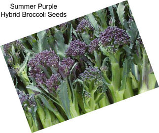 Summer Purple Hybrid Broccoli Seeds