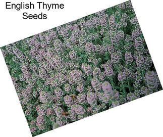 English Thyme Seeds