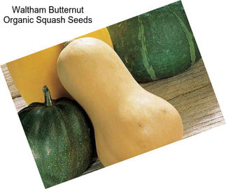 Waltham Butternut Organic Squash Seeds