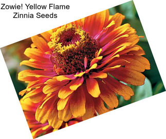 Zowie! Yellow Flame Zinnia Seeds