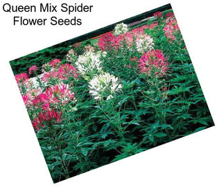 Queen Mix Spider Flower Seeds