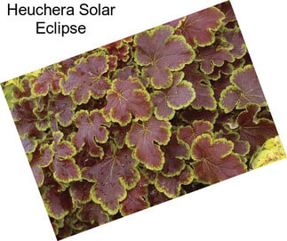 Heuchera Solar Eclipse