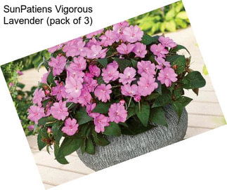 SunPatiens Vigorous Lavender (pack of 3)