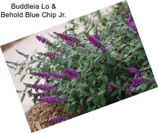 Buddleia Lo & Behold Blue Chip Jr.