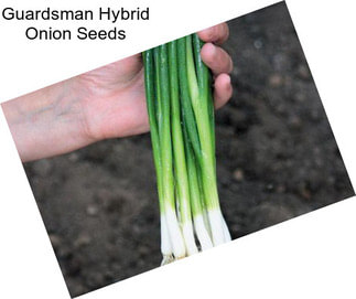 Guardsman Hybrid Onion Seeds