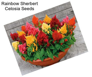 Rainbow Sherbert Celosia Seeds