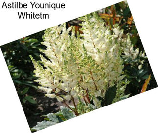 Astilbe Younique Whitetm