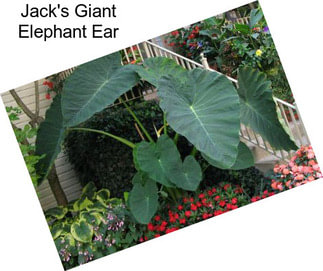 Jack\'s Giant Elephant Ear