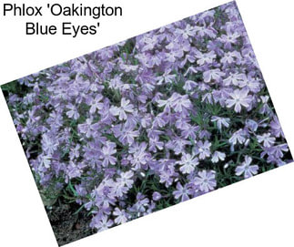 Phlox \'Oakington Blue Eyes\'