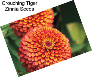 Crouching Tiger Zinnia Seeds