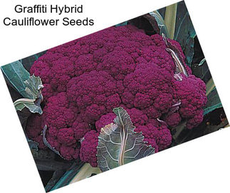 Graffiti Hybrid Cauliflower Seeds