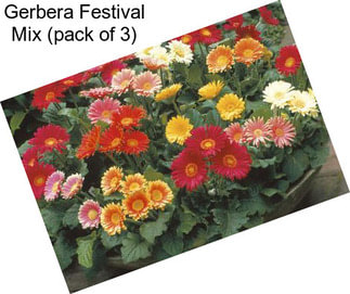 Gerbera Festival Mix (pack of 3)