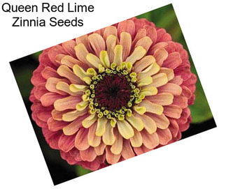 Queen Red Lime Zinnia Seeds