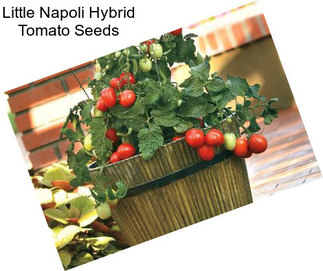 Little Napoli Hybrid Tomato Seeds