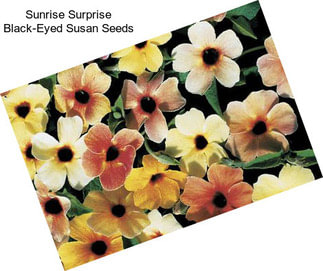 Sunrise Surprise Black-Eyed Susan Seeds
