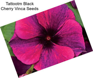 Tattootm Black Cherry Vinca Seeds