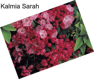 Kalmia Sarah