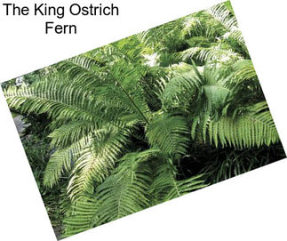 The King Ostrich Fern