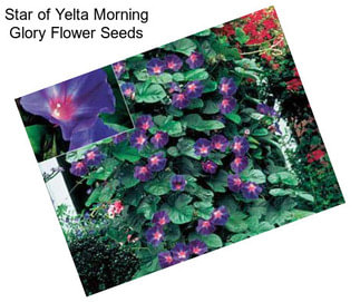 Star of Yelta Morning Glory Flower Seeds
