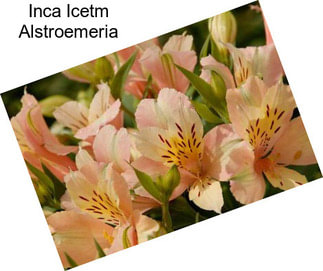 Inca Icetm Alstroemeria