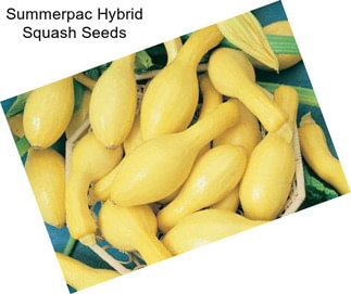 Summerpac Hybrid Squash Seeds