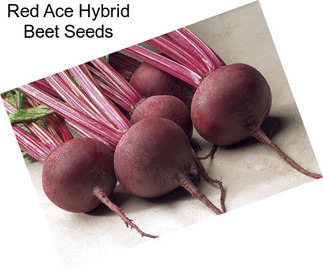 Red Ace Hybrid Beet Seeds