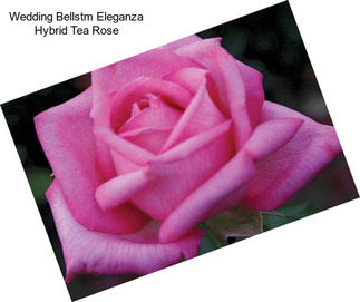 Wedding Bellstm Eleganza Hybrid Tea Rose