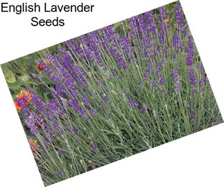 English Lavender Seeds