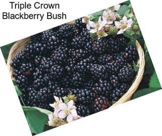Triple Crown Blackberry Bush