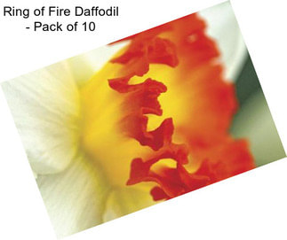 Ring of Fire Daffodil - Pack of 10