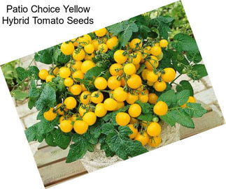 Patio Choice Yellow Hybrid Tomato Seeds