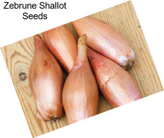 Zebrune Shallot Seeds