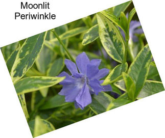 Moonlit Periwinkle