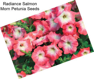 Radiance Salmon Morn Petunia Seeds