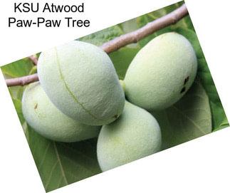 KSU Atwood Paw-Paw Tree