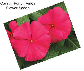 Coratm Punch Vinca Flower Seeds