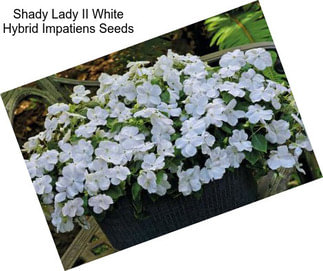 Shady Lady II White Hybrid Impatiens Seeds