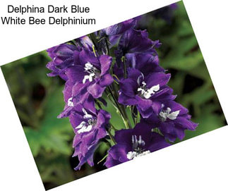 Delphina Dark Blue White Bee Delphinium