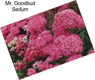 Mr. Goodbud Sedum