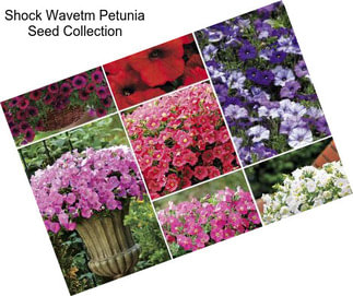 Shock Wavetm Petunia Seed Collection