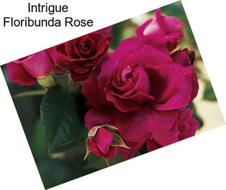 Intrigue Floribunda Rose