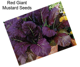 Red Giant Mustard Seeds