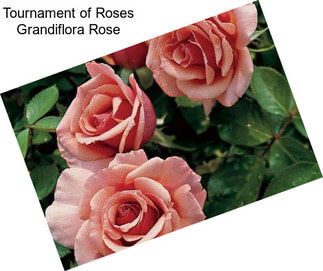Tournament of Roses Grandiflora Rose